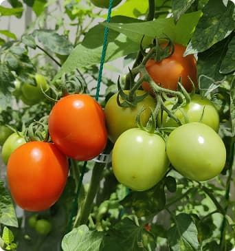 Urban gardener tending to plants